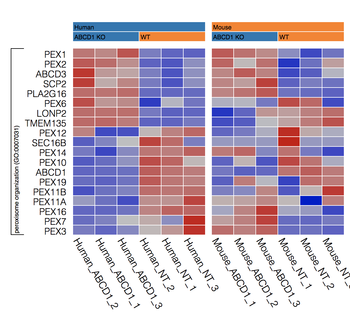 Pathway Heatmaps